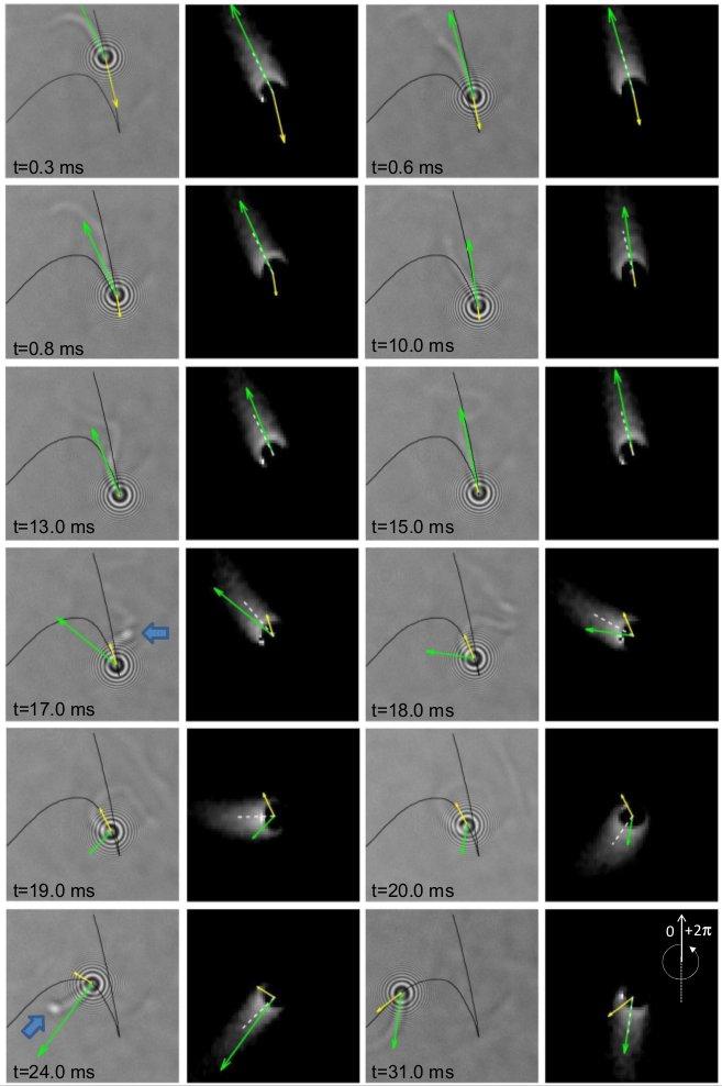 Fig 6 Images sample corresponing to roplet trajectory.