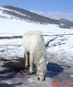 8 Fig. 9 Horse like spring water 7) We began to move to the measurement sites at KBU on the morning of March 23.