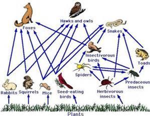Following on from the food Wed you have produced now research and draw a food web for a forest/wood in the