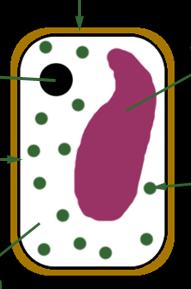 Plant cell Label the plant cell with the