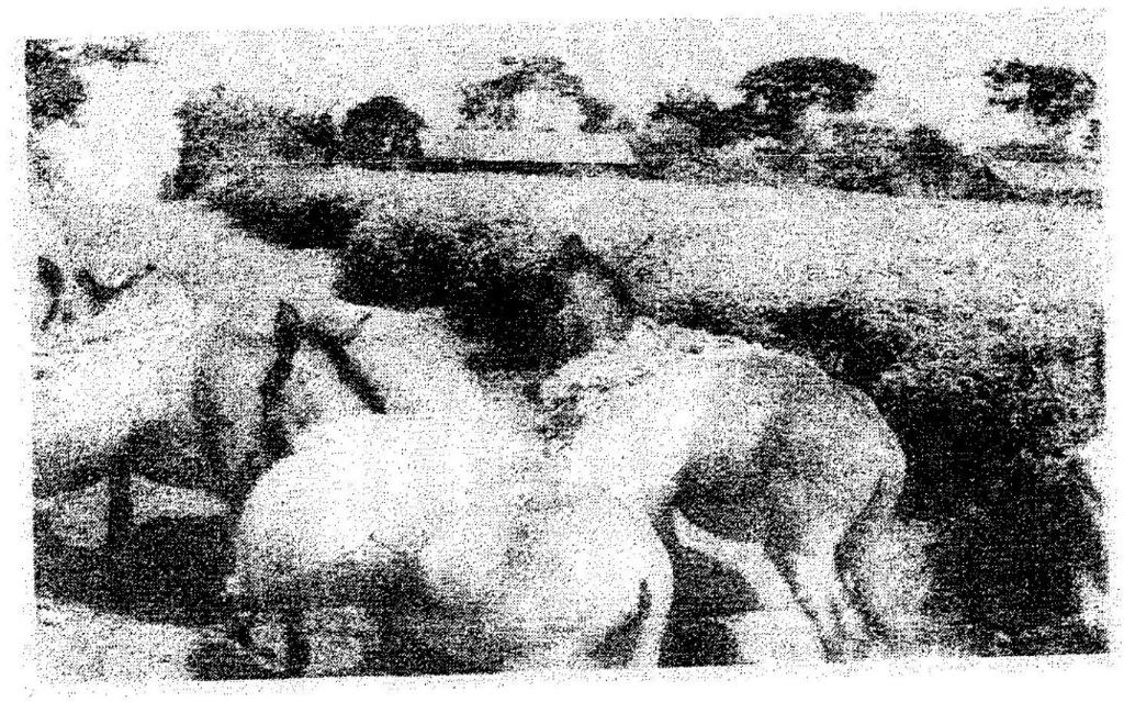 The photograph provided shows a tea growing area in Kenya. Use it to answer questions and What evidence in the photograph shows that this is a ground genera-view type of photograph?