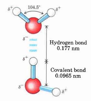 Water structure H-bond energy is 20 kj/mole (5 kcal) Electronegativity of O atom is 3.5 Electronegativity of H atom is 2.