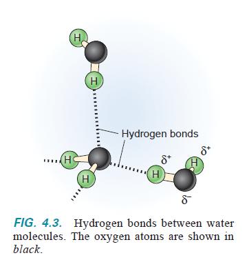 Water and Hydrogen Bonds (H-bonds) -A hydrogen bond is a weak noncovalent interaction between the H of one molecule and the more electronegative atom of an acceptor molecule.