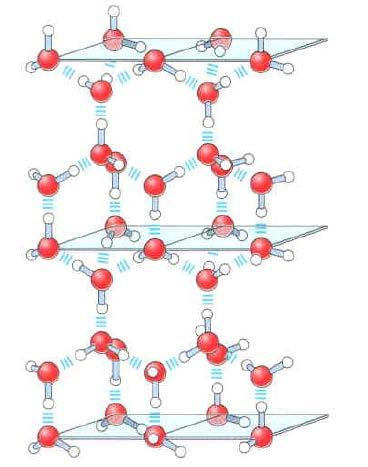 H-bond is stronger if Hydrogen Bonds (H-bonds) X H A A is O, N or F X is O, N or F Average number of H-bond in liquid