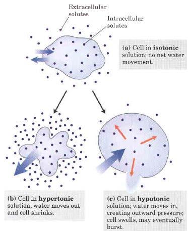 Effect of extracellular osmolarity on water movement across a plasma membrane As water is lost from one