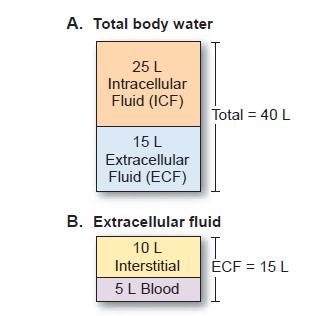 Water distribution in body