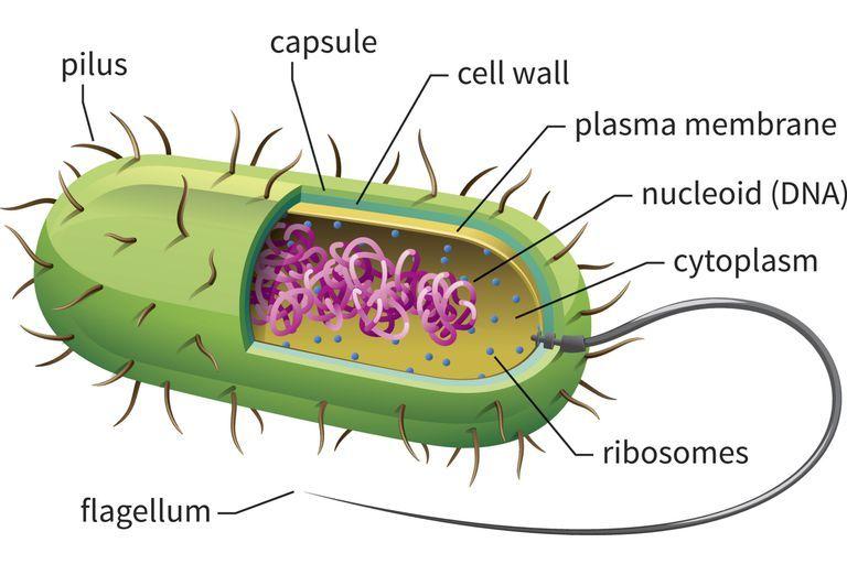 prokaryotic (bacteria) cells by gathering