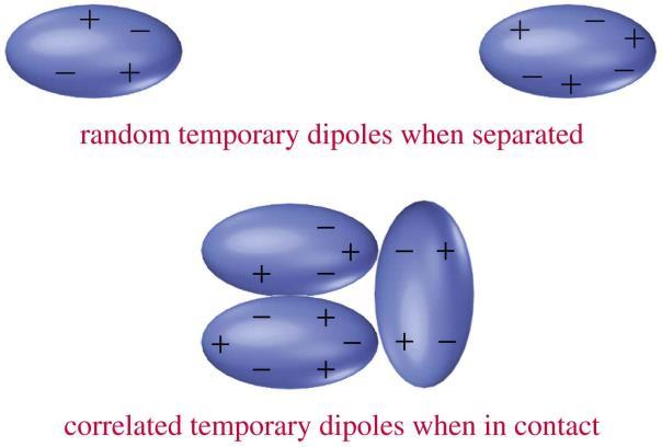 Dispersion (London) forces Between nonpolar molecules Temporary dipole-dipole interactions Larger atoms are more polarizable. Branching lowers b.p. because of decreased surface contact between molecules.