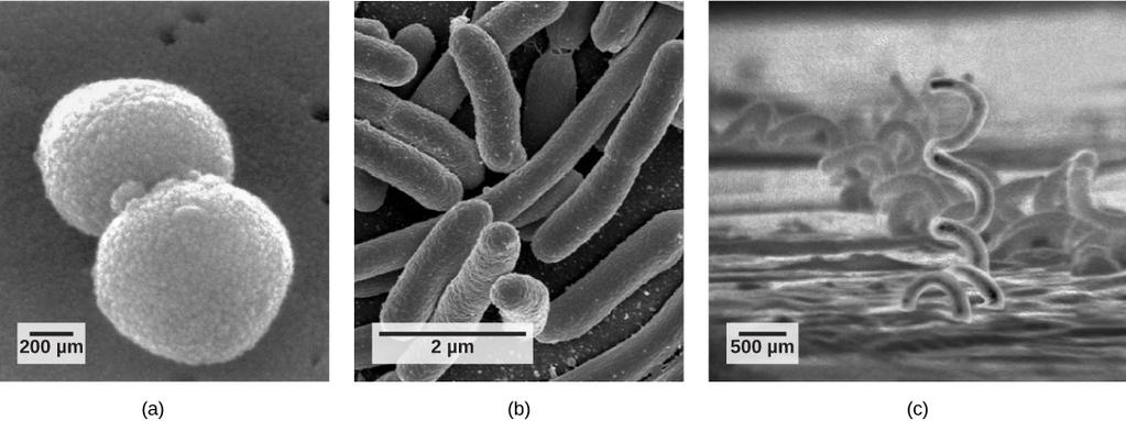 OpenStax-CNX module: m61910 3 Figure 2: Bacteria and archaea fall into three basic categories based on their shape, visualized here using scanning electron microscopy: (a) cocci, or spherical (a pair