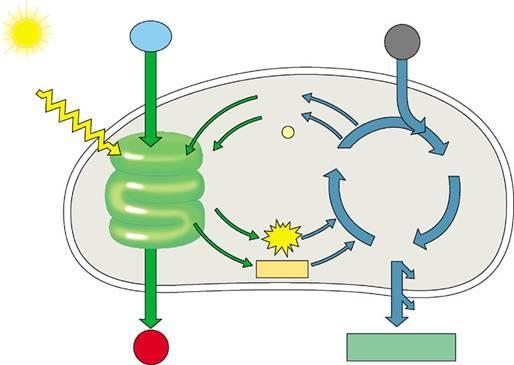 Light dependent reactions Requires Take place in the Water and sunlight are needed absorbs energy Energy is transferred along the thylakoid membrane to the light-independent reactions is released as
