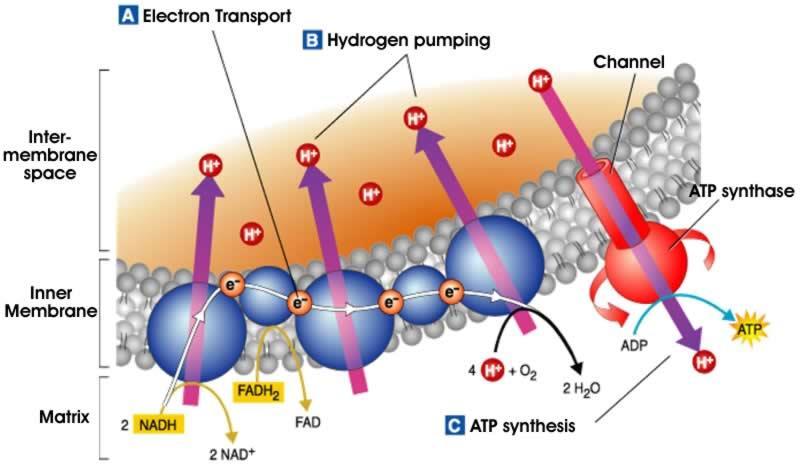 3. Electron Transport Chain (ETC) from NADH and FADH 2 pass down a chain of molecules Energy released used to pump H + into intermembrane space H + ions back into matrix through ATP synthase Yields