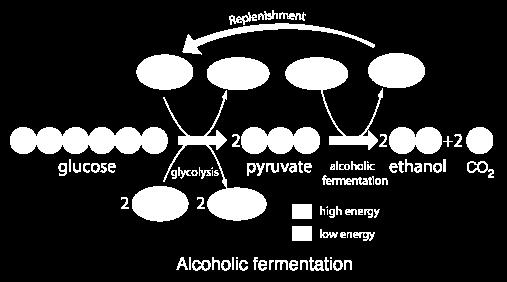 1. Alcohol Fermentation Produces alcohol produced by yeast makes bread rise 2.