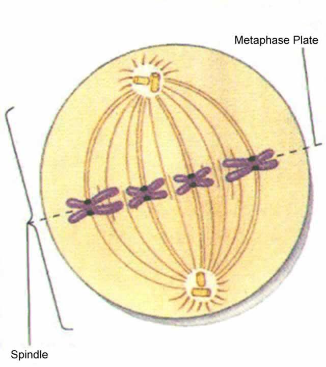 (telo- means ) Prophase condenses into and disintegrate migrate to