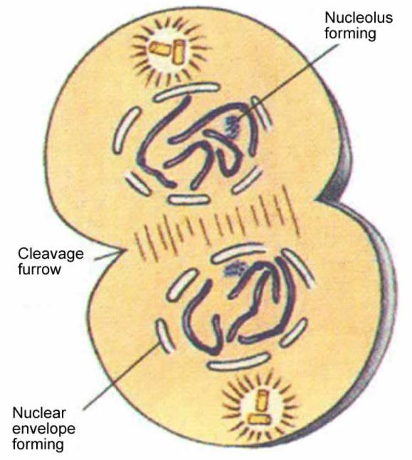 the daughter cells Regulating the Cell Cycle Cyclins: External factors: and Internal factors: and : programmed