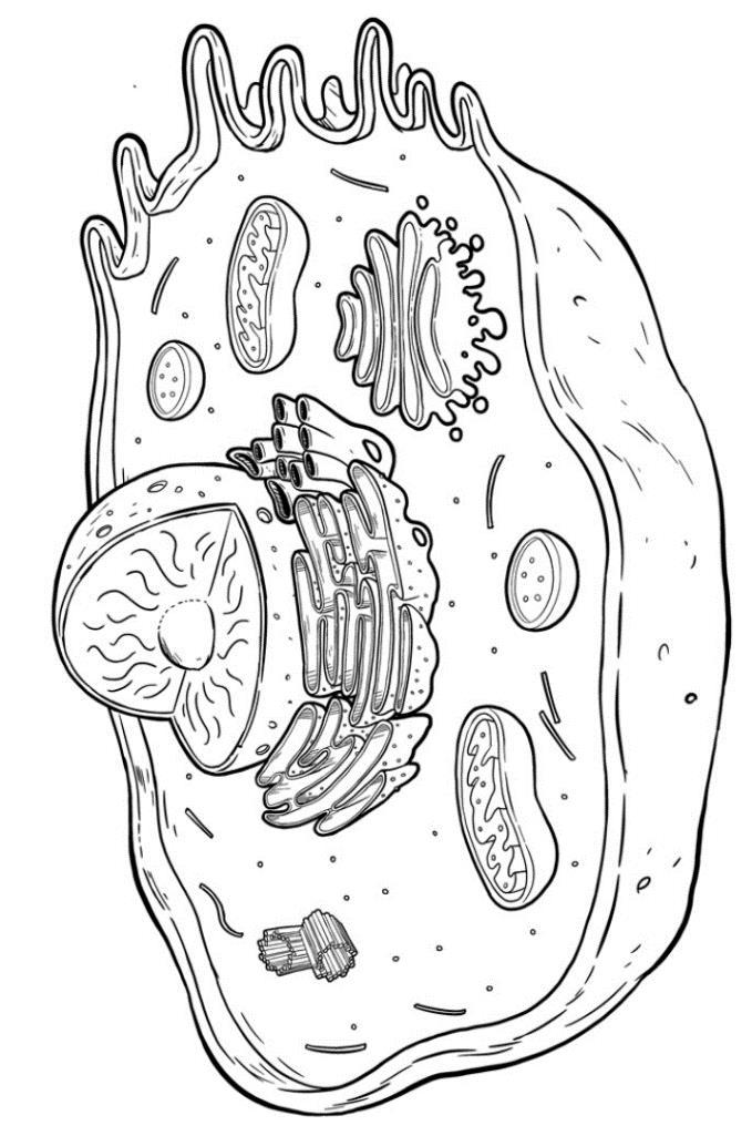 Prokaryotic vs. Eukaryotic Cells Prokaryotes Oldest fossil prokaryote 3.5 billion years No One strand of circular membrane bound organelles Very small Single celled Ex - Bacteria Eukaryotes Evolved 1.
