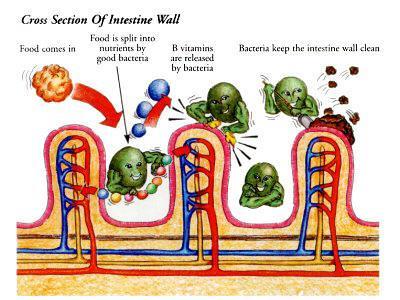 Bacterial diseases Cross Section of Intestinal Wall Food comes in Bacteria help break down food Bacteria produce needed vitamins Bacteria keep the intestine wall clean Can attack the cells in tissues.