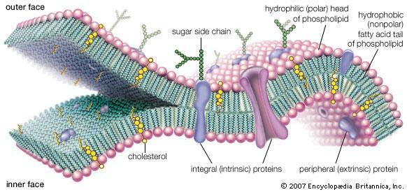 The Cell Membrane The main function is to material moving in and out of the cell.
