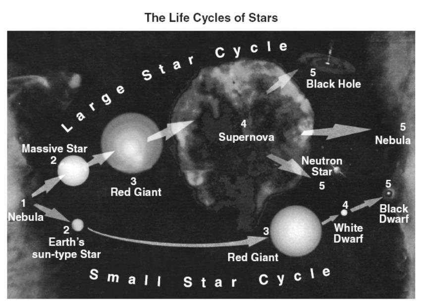 21.According to the diagram, the life cycle path followed by a star is determined by the star s initial a. mass and size b. temperature and origin c. luminosity and color d.