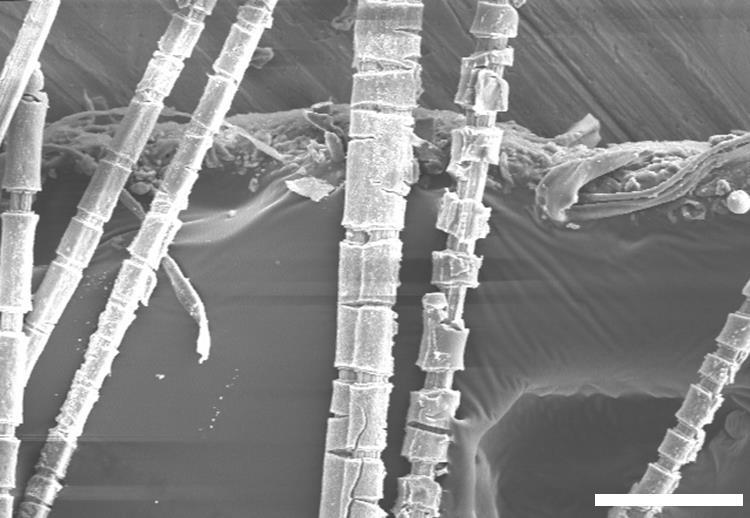 Figure S12. A SEM image of the NCHO electrodes during deformation. Scale bar: 100 nm.