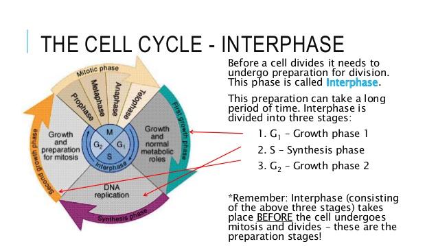 What is the Eukaryotic Cell Cycle? The cell cycle is repeating sequence of cellular growth and division during the life of a cell.
