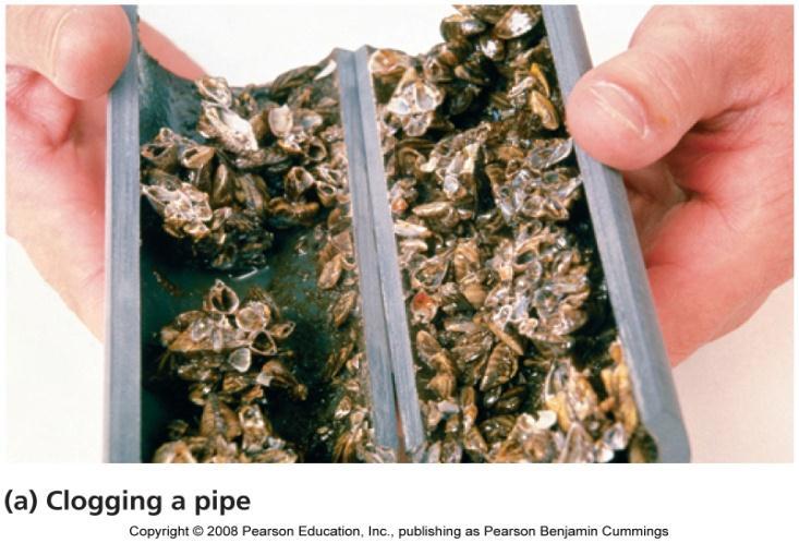 Clair, Canada, in 1988, in discharged ballast water Within 2 years, the zebra mussels