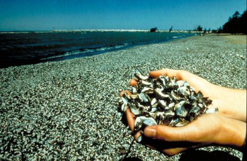increases in lakes with zebra mussels Zebra mussels are becoming prey for some North