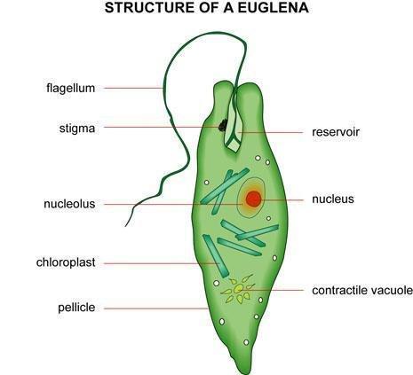 Phylum Euglenophyta Flagellates with chloroplasts Most common is the Euglena.