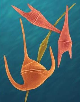 Phylum Pyrrophyta: Fire Protists Also called Dinoflagellates Mostly photosynthetic, some are heterotrophs Two flagella (one wraps like a belt around the