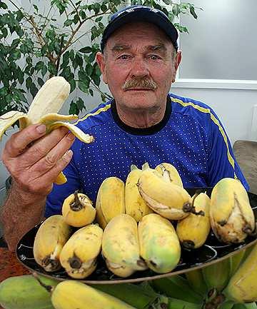 Meteorological Society of New Zealand Newsletter #134 Sep 2013 - Page 34 BANANA BOOM: The summer brought anxious times for farmers, But Frank Belk of Red Beach is still feasting on a resulting bumper