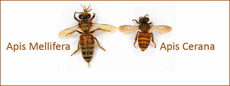Dangers the Honeybees (Apis Mellifera and Apis Cerana) face: Colony Collapse