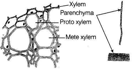 (a) Cross-section of xylem tissue (b) Xylem parenchyma cells (living) Question 39: Draw and identify different elements of phloem.