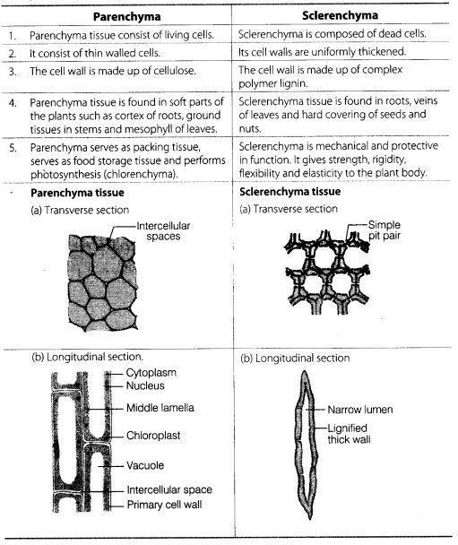 The major difference between sclerenchyma and parenchyma tissues are Question 50: Describe the structure and function of different types of epithelial tissues.