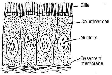 inner lining of the alimentary canal. It also forms the lining of gall bladder and oviducts. The major functions of this tissue includes secretion {e.g., mucus of goblet cells) and absorption {e.g., stomach and intestine).