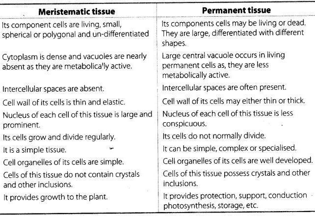 (c) Name any two simple and two complex permanent tissues in plants.