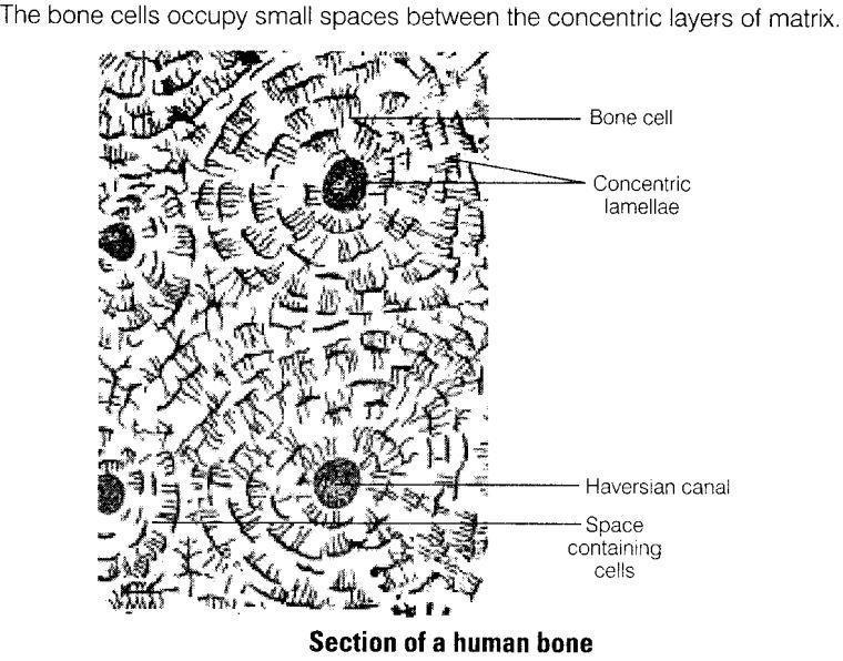 (c) calcium and potassium (d) phosphorus and potassium (b) Bone cells are embedded in a hard matrix, which is strengthened by fibres, and hardened by calcium and phosphorus salts.