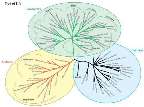 Molecular phylogeny How to infer phylogenetic trees using molecular sequences ore Samuelsson Nov 2009 Applications of phylogenetic methods Reconstruction of evolutionary history / Resolving taxonomy