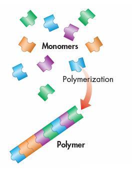 Chemistry of Carbon Formed by polymerization reaction Monomer = subunit Polymer = many monomers linked