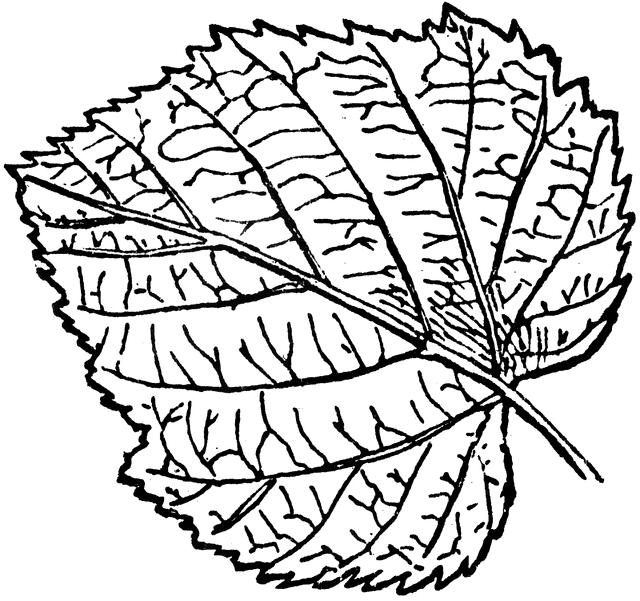 margin vein simple leaf compound leaf leaflet