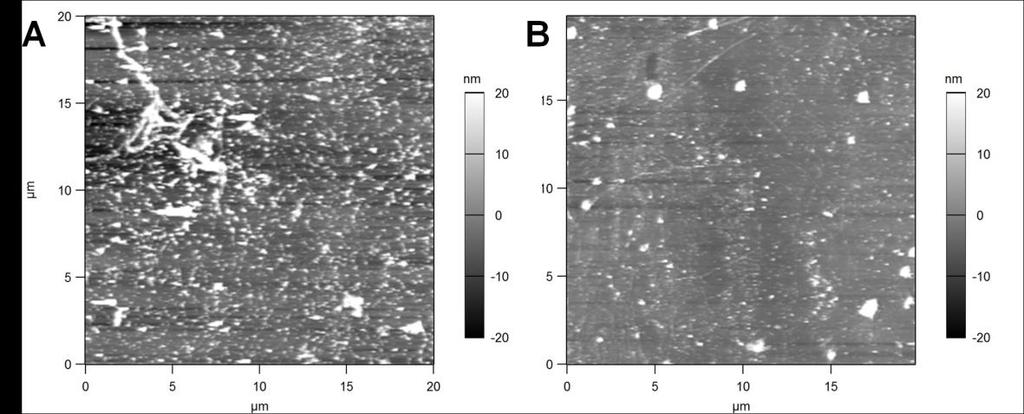 better understand the clustering effect, we have performed AFM studies of NG samples with different concentrations of RhB. AFM images of NG sample with 1 x 10-5 mol/l RhB is shown in fig.