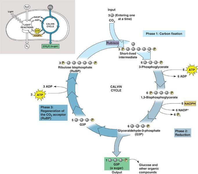 STAGE # 2: Calvin Cycle (AKA Light Independent Reaction OR DARK Reactions) Similar to the Citric Acid cycle (C.R.) because starting material is regenerated (hence cycle!
