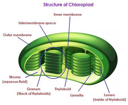 CHLOROPLAST STRUCTURE: The fluid inside of the double membrane chloroplast is called stroma There are disks inside of the chloroplasts called thylakoids, and can be in stacks called grana.