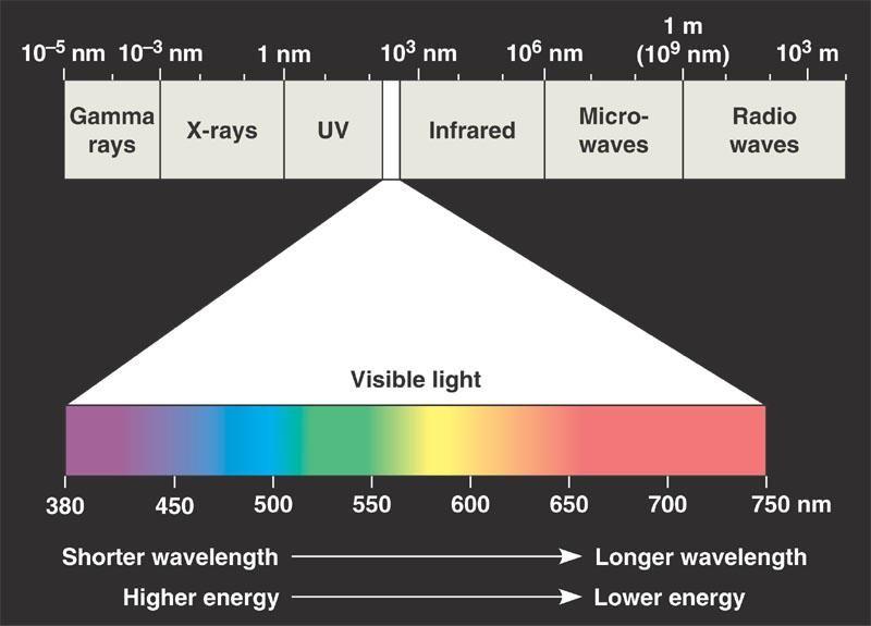 Pigments absorb visible light. Different pigments absorb different wavelengths of light.