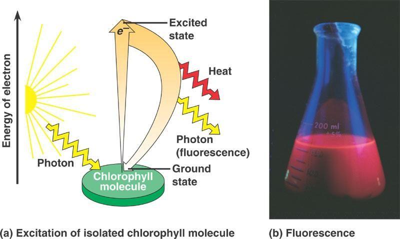 Photosystems : Reaction centers surrounded by a number of light harvesting complexes.