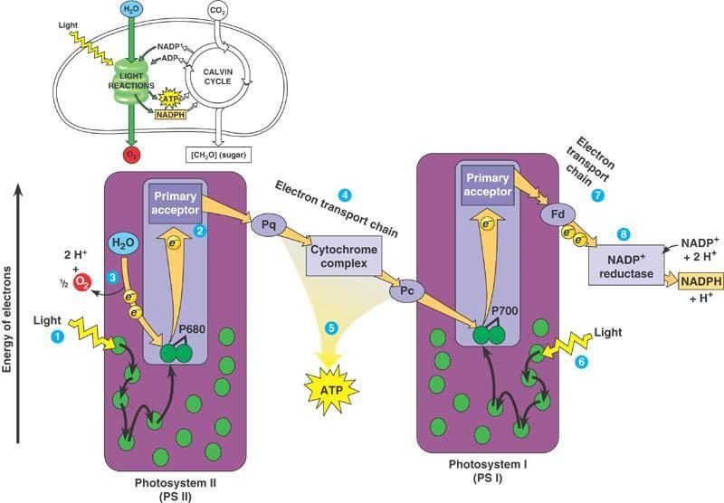 ***Summing up the non-cyclic pathway= produces ATP AND NADPH *** Cyclic electron flow Uses photosystem I, but NOT PS II.