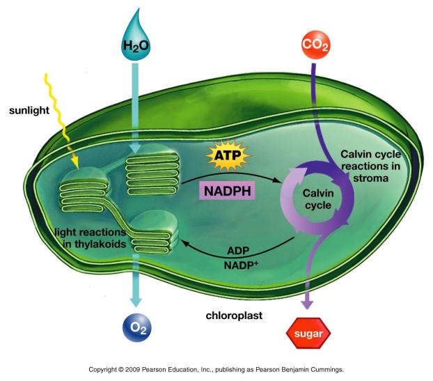 The Calvin Cycle All these steps are powered by ATP produced in the light reactions G3P Everything in the plant