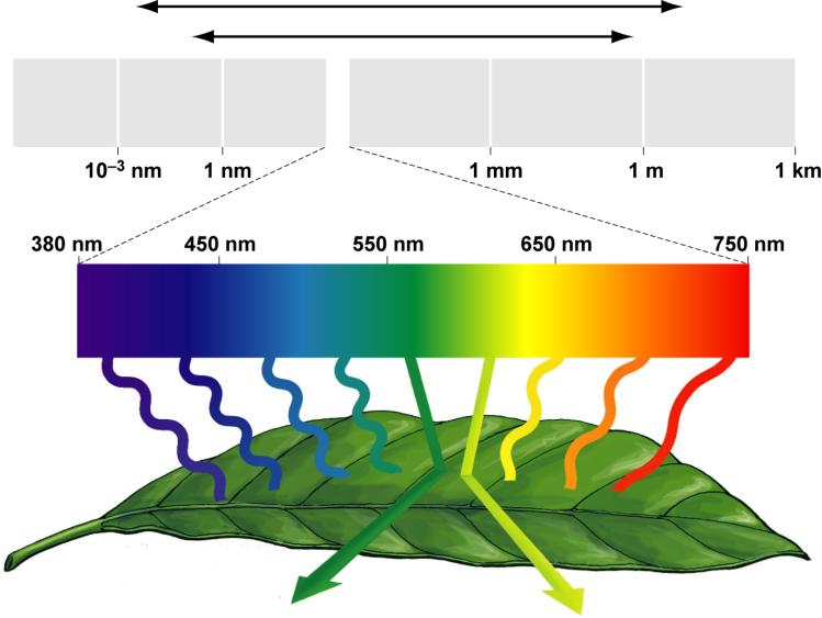 energy comes mostly from blue and red wavelengths of visible sunlight Absorbed by pigments in the thylakoids By chlorophyll a And accessory pigments Why plants