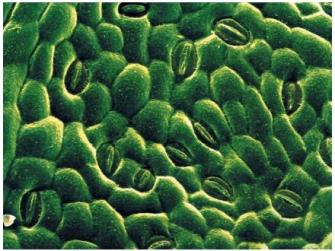 Stomata Microscopic pores in leaves On the underside Can open and close letting carbon dioxide in and water vapor out Controlled by guard cells Site of Photosynthesis petiole blade epidermis