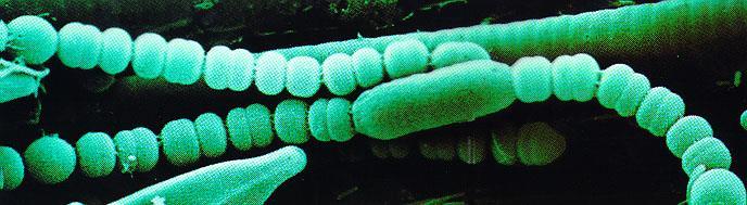 the Eubacteria Kingdom (the blue-green algae).