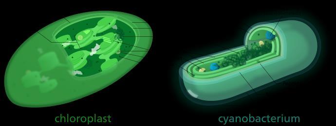 4. On the cellular level, the reactions for photosynthesis occur in organelles called chloroplasts (in