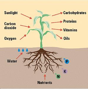 E. To which "life function" is photosynthesis related? 1. Photosynthesis falls under nutrition, autotrophic nutrition to be exact. 2.